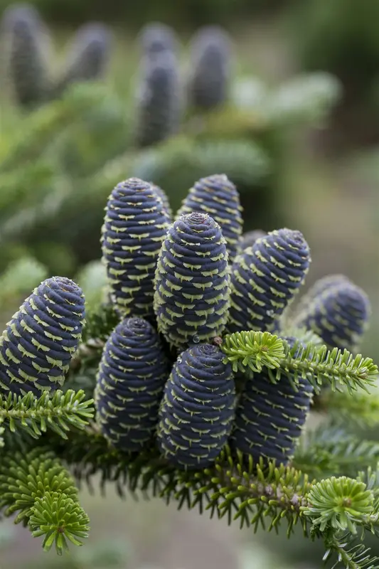 abies koreana (50- 60cm) - afbeelding 3