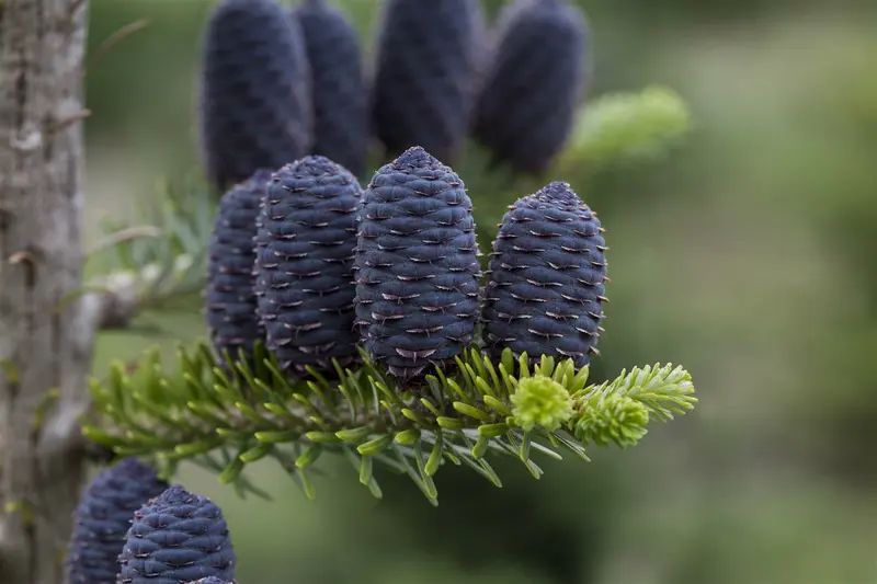 abies koreana (50- 60cm) - afbeelding 4