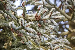 abies koreana (50- 60cm) - afbeelding 5