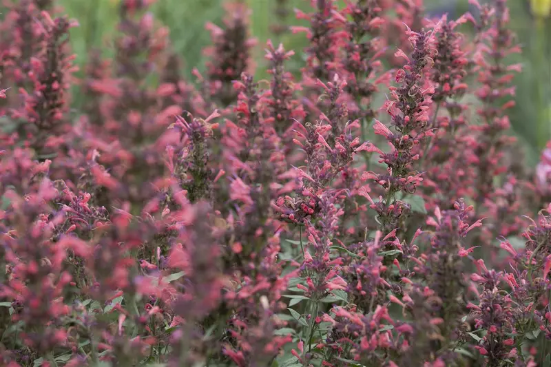 agastache hybr. 'kudos coral' P9