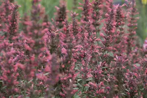 agastache hybr. 'kudos coral' P9