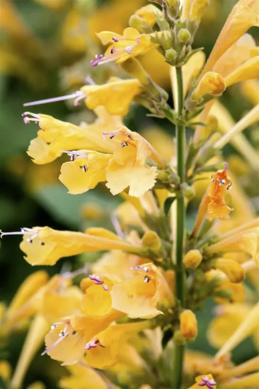 Agastache hybr. 'Kudos Yellow' P9