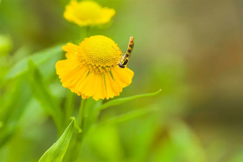 helenium hybr. 'kügelsonne' - afbeelding 1