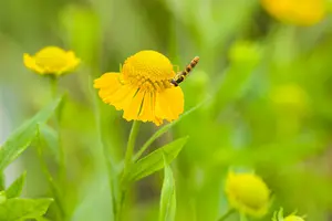 helenium hybr. 'kügelsonne' - afbeelding 2