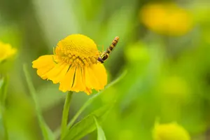 helenium hybr. 'kügelsonne' - afbeelding 3