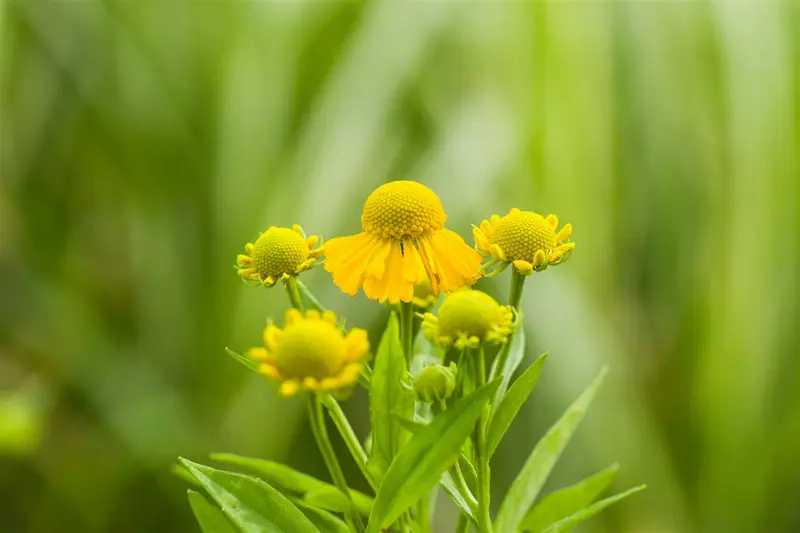 helenium hybr. 'kügelsonne' - afbeelding 4