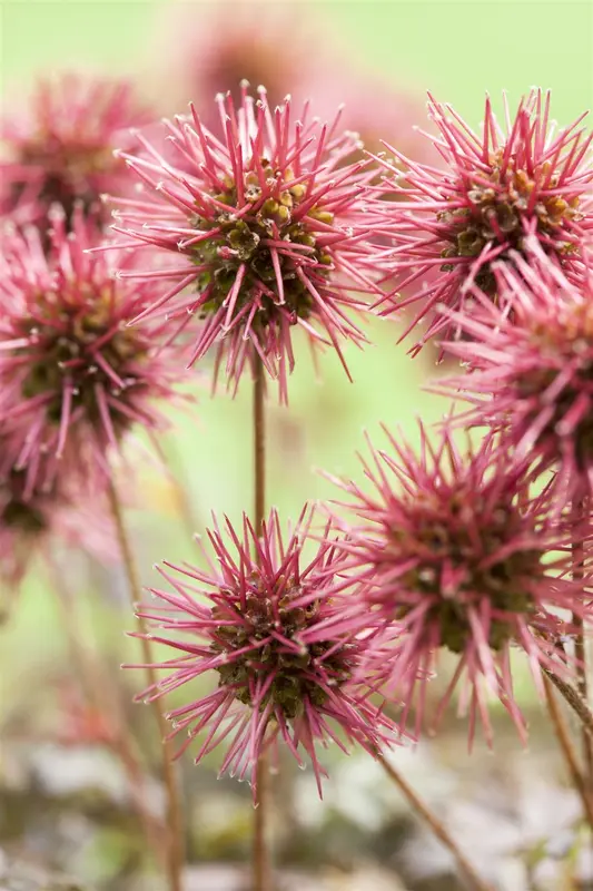 acaena  microphylla 'kupferteppich' P9 - afbeelding 1