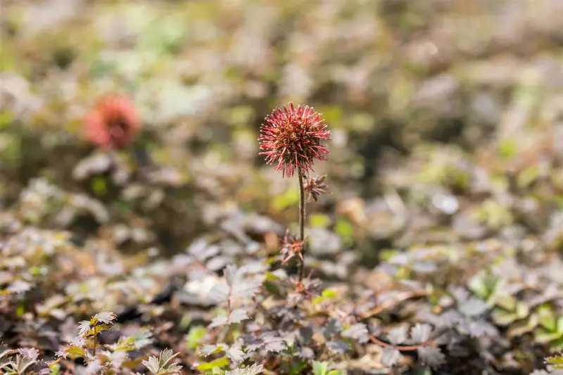 acaena  microphylla 'kupferteppich' P9 - afbeelding 2