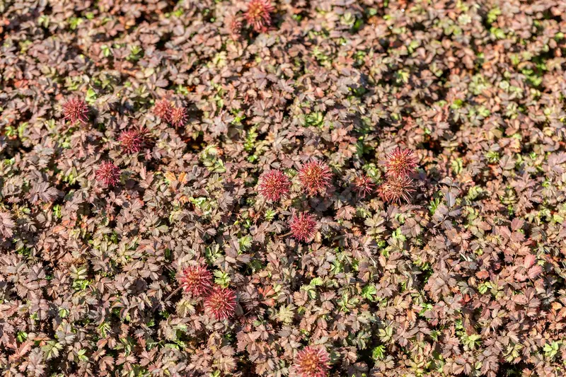 acaena  microphylla 'kupferteppich' P9 - afbeelding 4