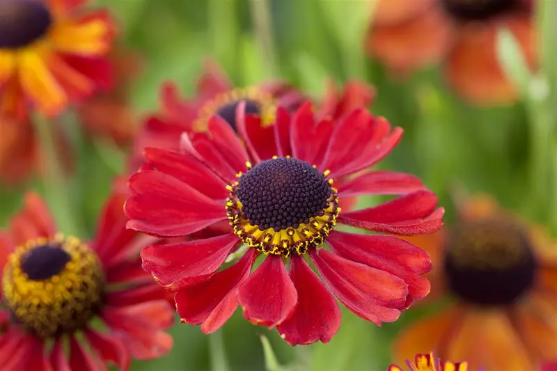 helenium hybr. 'kupferzwerg' P9