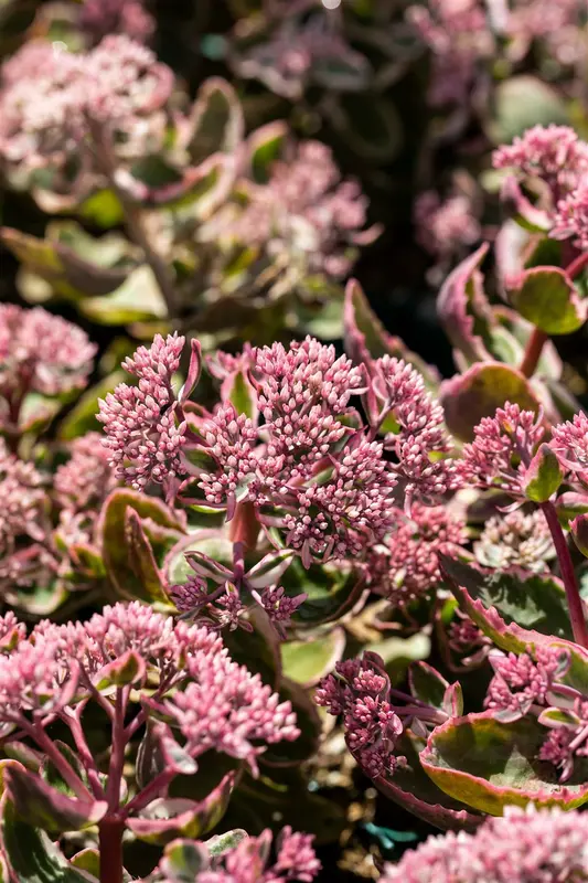 sedum tel. 'la vie en rose' P11 - afbeelding 2