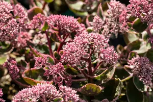 sedum tel. 'la vie en rose' P11 - afbeelding 1