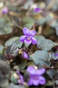 viola labradorica P11 - afbeelding 2