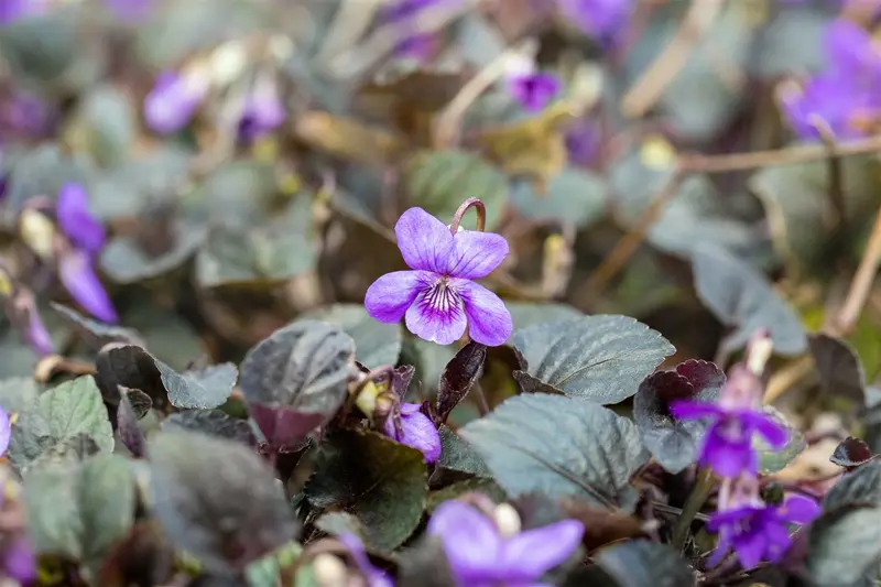 viola labradorica P11 - afbeelding 1