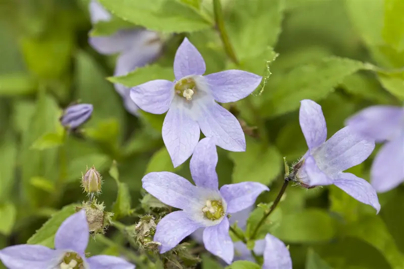 campanula lactiflora P9