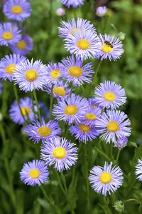 aster dumosus lady in blue  P10.5 - afbeelding 2