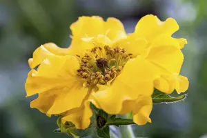 geum chiloense 'lady stratheden' P11