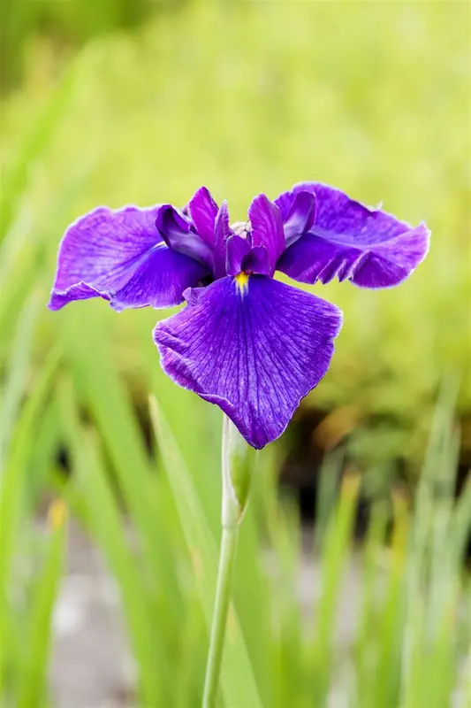 iris laevigata P9