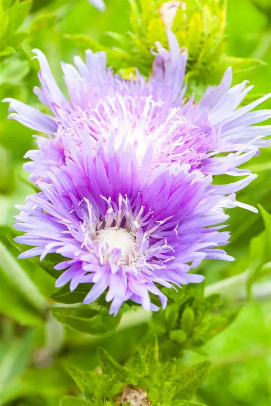 stokesia laevis P11 - afbeelding 3