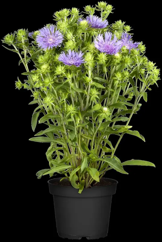 stokesia laevis P11 - afbeelding 1