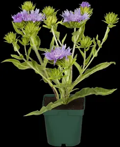 stokesia laevis P11 - afbeelding 4