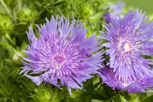 stokesia laevis P11 - afbeelding 2