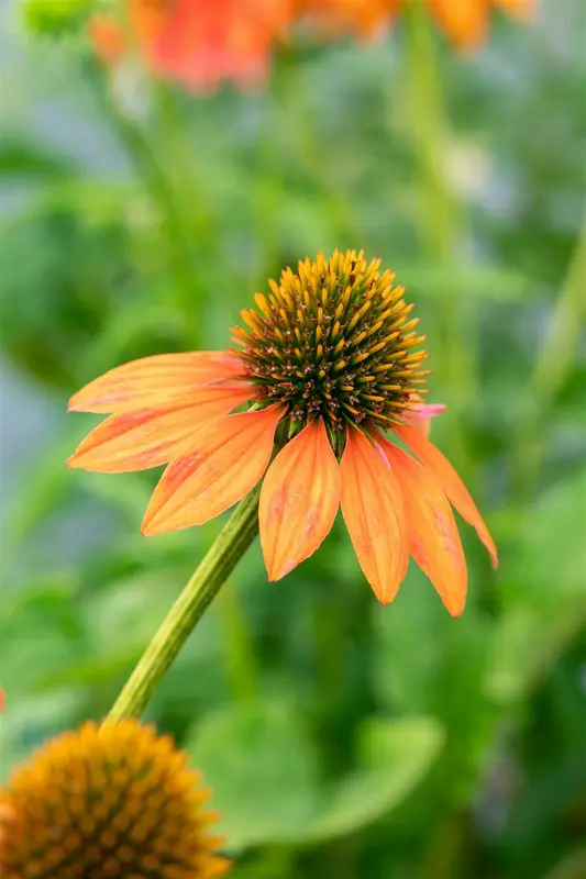 echinacea purp. 'lakota orange' P9 - afbeelding 3