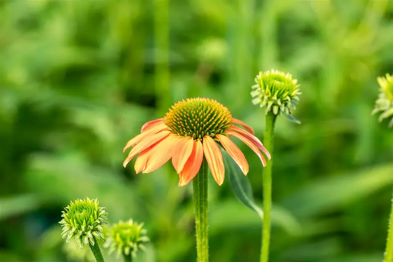 echinacea purp. 'lakota orange' P9 - afbeelding 1