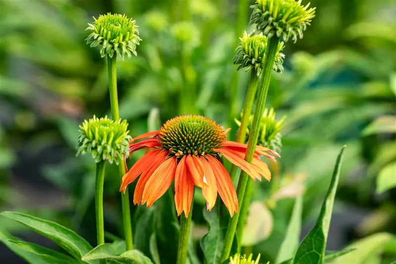 echinacea purp. 'lakota orange' P9 - afbeelding 2