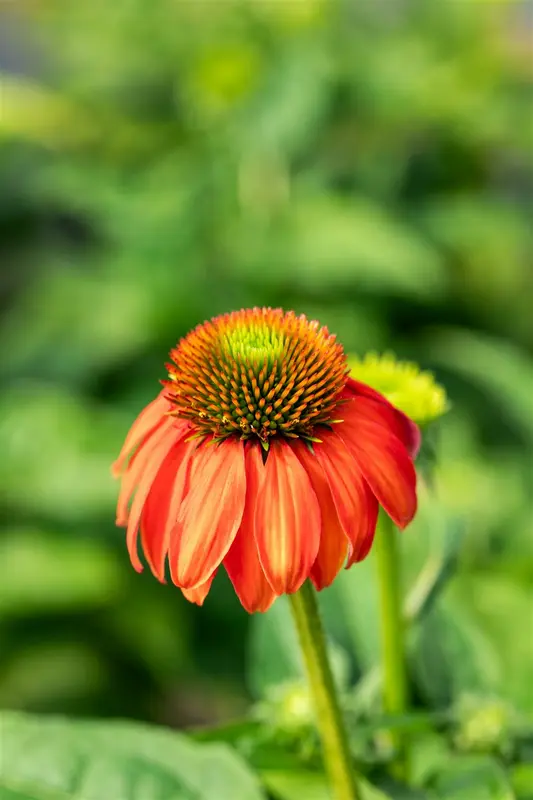 echinacea purp. 'lakota red' P9 - afbeelding 2