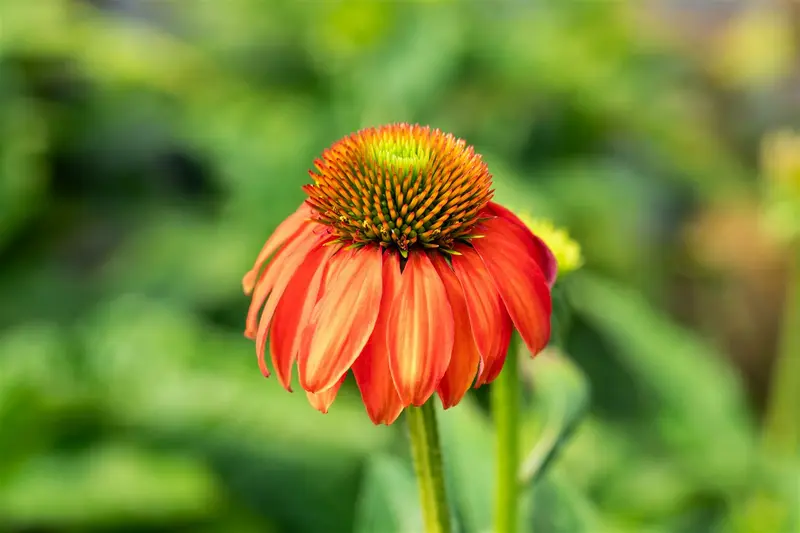 echinacea purp. 'lakota red' P9 - afbeelding 1