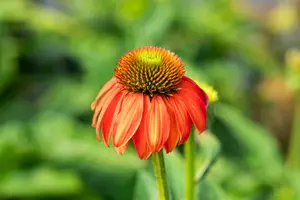 echinacea purp. 'lakota red' P9 - afbeelding 1