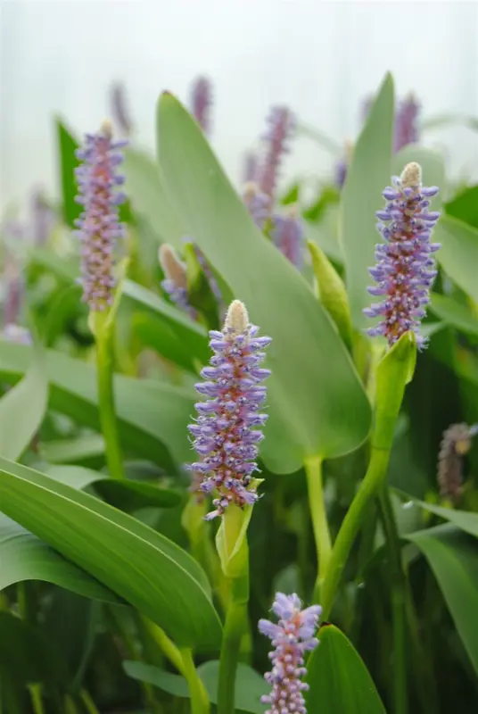 pontederia lanceolata P9