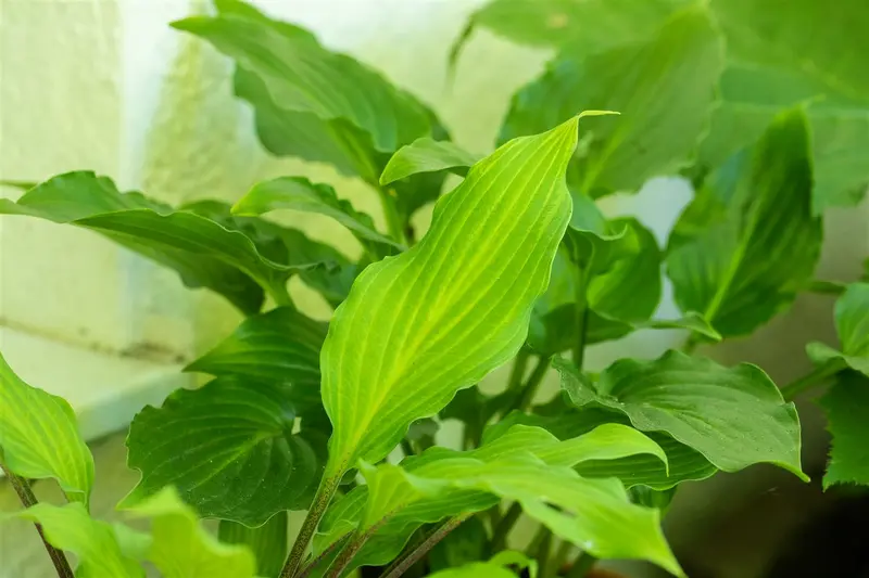 hosta lancifolia P9