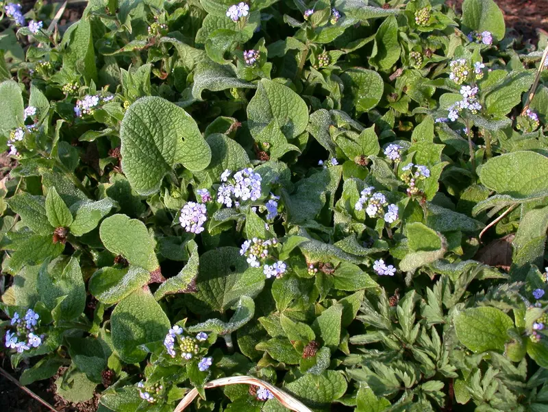 brunnera macr. 'langtrees' ('aluminium spot') P9 - afbeelding 1