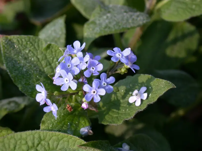 brunnera macr. 'langtrees' ('aluminium spot') P9 - afbeelding 2