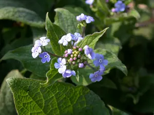 brunnera macr. 'langtrees' ('aluminium spot') P9 - afbeelding 3