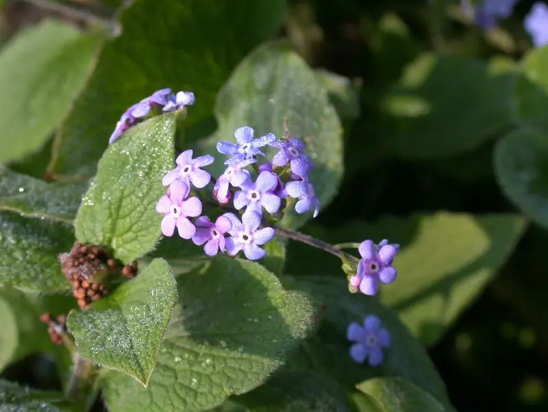 brunnera macr. 'langtrees' ('aluminium spot') P9 - afbeelding 4