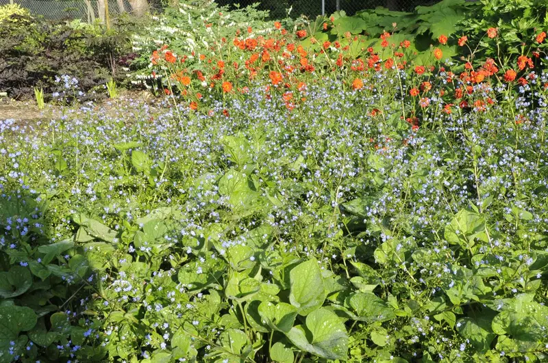 brunnera macr. 'langtrees' ('aluminium spot') P9 - afbeelding 5