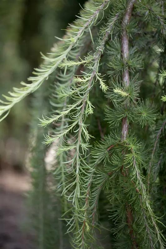 larix kaempf. 'stiff weeper' C15 - afbeelding 4