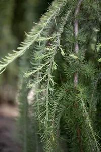 larix kaempf. 'stiff weeper' C15 - afbeelding 4