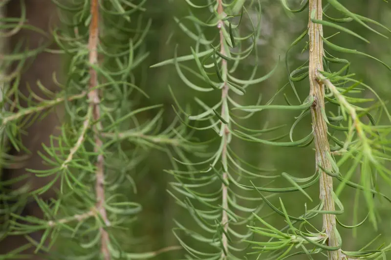 larix kaempf. 'stiff weeper' C15 - afbeelding 2