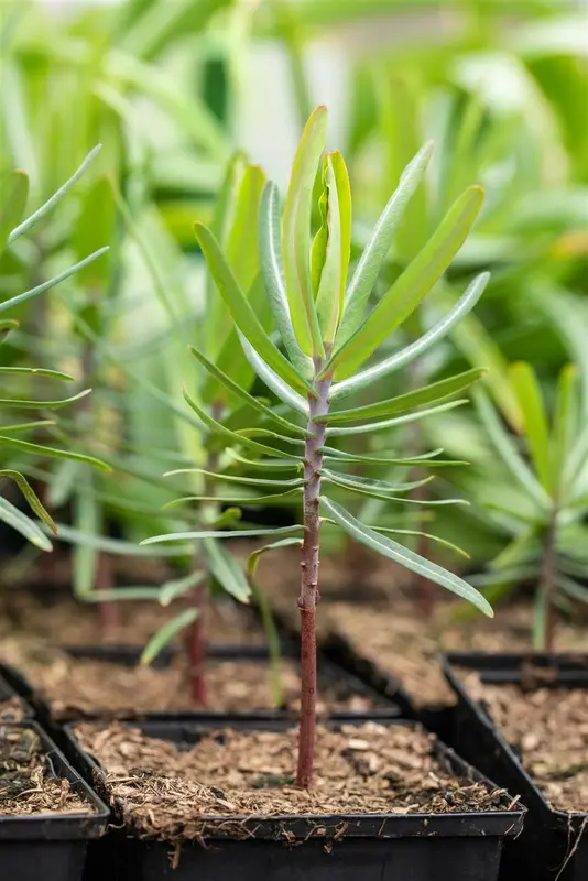 euphorbia lathyris P9 - afbeelding 1