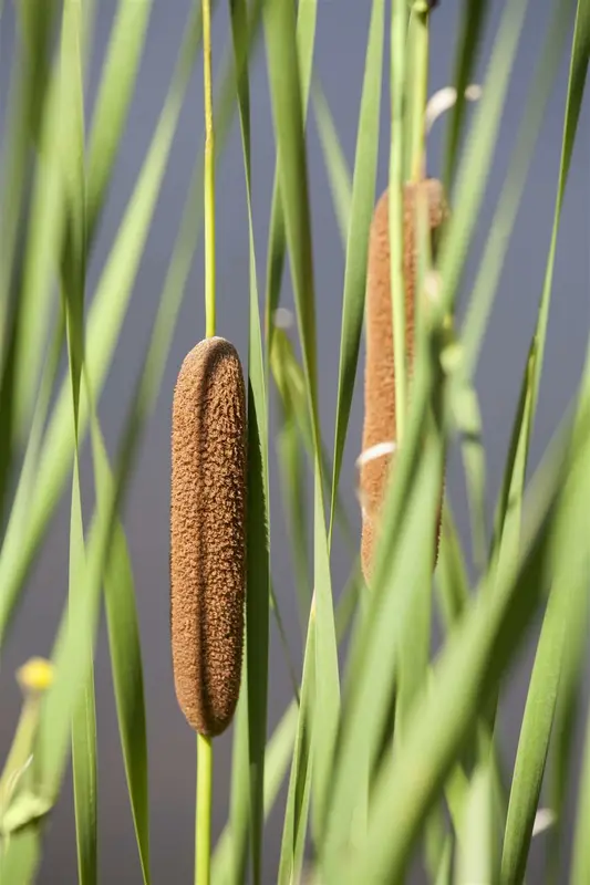 typha latifolia P9 - afbeelding 2