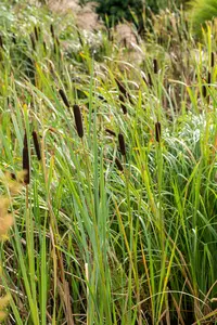 typha latifolia P9 - afbeelding 5