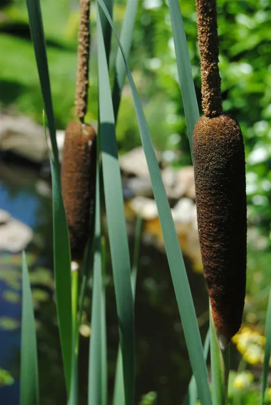 typha latifolia P9 - afbeelding 1