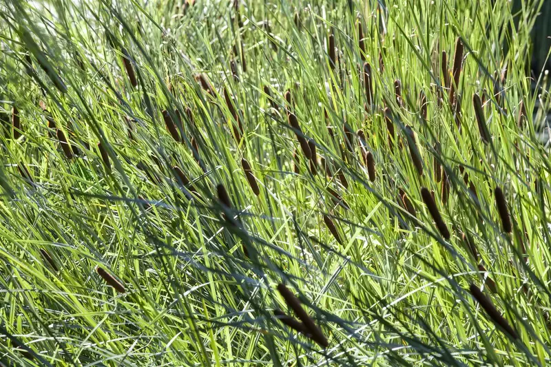 typha latifolia P9 - afbeelding 3