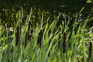 typha latifolia P9 - afbeelding 4