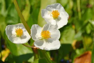 sagittaria latifolia P9