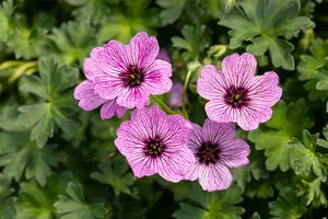 geranium cin. 'laurence flatman' P9